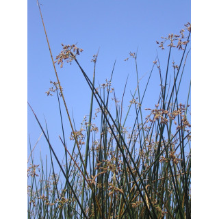 Очерет озерний (Scirpus lacustris)
