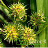 Їжача голівка пряма (Sparganium erectum)