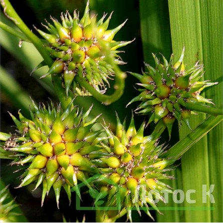 Їжача голівка пряма (Sparganium erectum)