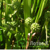Їжача голівка пряма (Sparganium erectum)