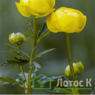 Купальниця європейська (Trollius europaeus)