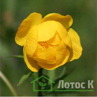 Купальниця європейська (Trollius europaeus)
