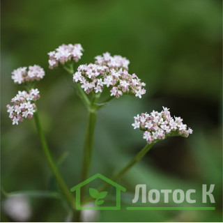 Валериана лекарственная (Valeriana officinali)