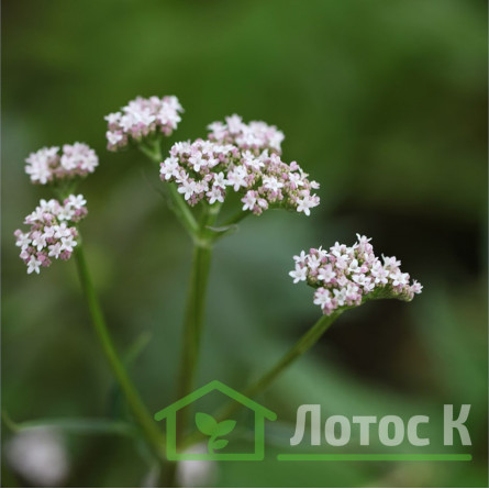 Валериана лекарственная (Valeriana officinali)