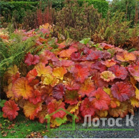 Дармера щитовидна (Darmera peltata)