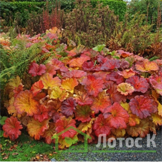 Дармера щитовидная (Darmera peltata)