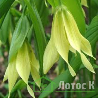 Увулярия крупноцветковая 'Pallida' (Uvularia grandiflora 'Pallida')
