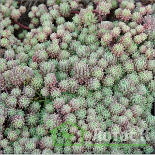 Седум/Очиток испанский (Sedum hispanicum minus)
