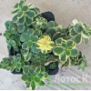 Седум/Очиток ложный вариегатный (Sedum kamtsch. 'Variegatum')