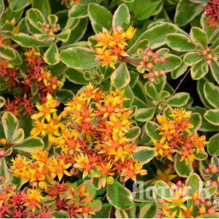 Седум/Очиток ложный вариегатный (Sedum kamtsch. 'Variegatum')