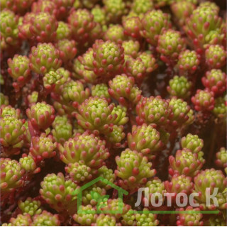 Седум/Очиток лидийский  (Sedum lydium)