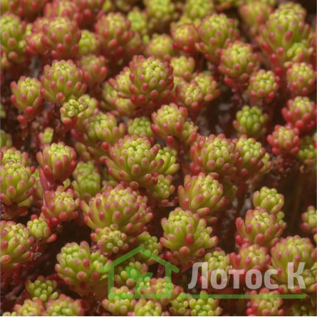 Седум/Очиток лидийский  (Sedum lydium)