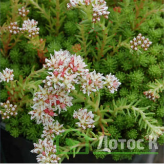 Седум/Очиток лидийский  (Sedum lydium)