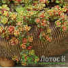 Седум/Очиток орегонский (Sedum oreganum)
