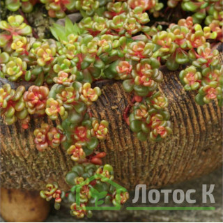 Седум/Очиток орегонский (Sedum oreganum)