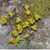 Седум/Очиток орегонский (Sedum oreganum)