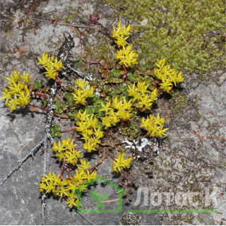 Седум/Очиток орегонский (Sedum oreganum)