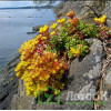 Седум/Очиток орегонский (Sedum oreganum)