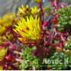 Седум/Очиток орегонский (Sedum oreganum)