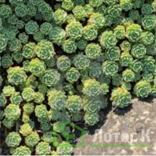 Седум/Очиток толстоветвистый (Sedum pachyclados)