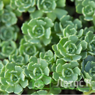 Седум/Очиток толстоветвистый (Sedum pachyclados)