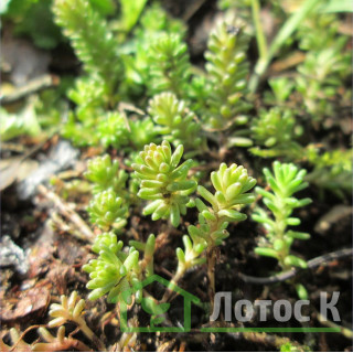 Седум/Очиток шестиугольный (Sedum sexangulare)