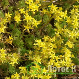 Седум/Очиток шестиугольный (Sedum sexangulare)