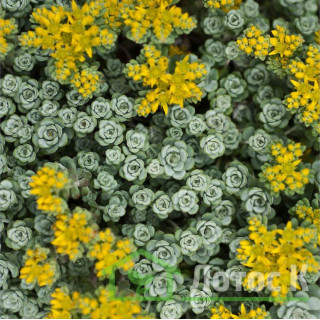 Седум/Очиток лопатчатолистный 'Cape Blanco' (Sedum spathulifolium 'Cape Blanco')