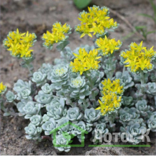 Седум/Очиток лопатчатолистный 'Cape Blanco' (Sedum spathulifolium 'Cape Blanco')