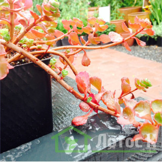 Седум/Очиток ложный 'Schorbuser Blut' (Sedum spurium 'Schorbuser Blut')