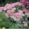 Седум/Очиток 'Elsies Gold' (Sedum 'Elsies Gold')