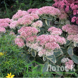 Седум/Очиток 'Elsies Gold' (Sedum 'Elsies Gold')