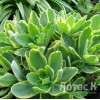 Седум/Очиток 'Elsies Gold' (Sedum 'Elsies Gold')