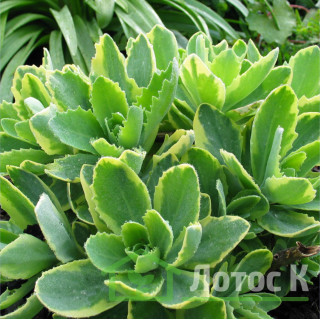 Седум/Очиток 'Elsies Gold' (Sedum 'Elsies Gold')