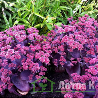 Седум 'Oriental Dancer' (Sedum 'Oriental Dancer')