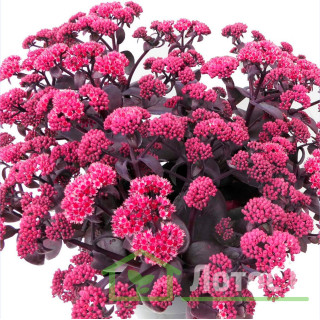 Седум 'Oriental Dancer' (Sedum 'Oriental Dancer')