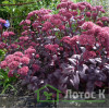 Седум/Очиток гибридній 'Purple Emperor' (Sedum 'Purple Emperor')