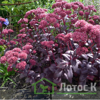 Седум/Очиток гибридный 'Purple Emperor' (Sedum 'Purple Emperor')