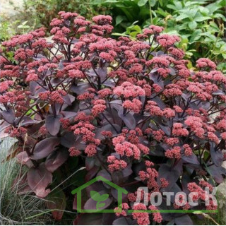 Седум/Очиток гибридный 'Purple Emperor' (Sedum 'Purple Emperor')
