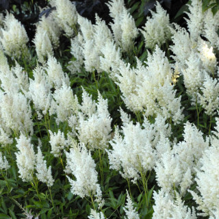 Астільба 'Weisse Gloria' (Astilbe 'Weisse Gloria')