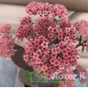 Седум/Очиток 'Xenox' (Sedum 'Xenox')