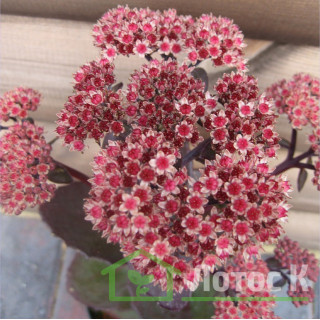 Седум/Очиток 'Xenox' (Sedum 'Xenox')