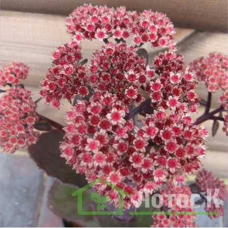 Седум/Очиток 'Xenox' (Sedum 'Xenox')