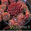 Молодило 'Silberkarneol' (Sempervivum 'Silberkarneol')