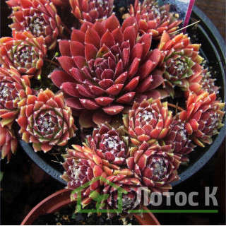 Молодило 'Silberkarneol' (Sempervivum 'Silberkarneol')