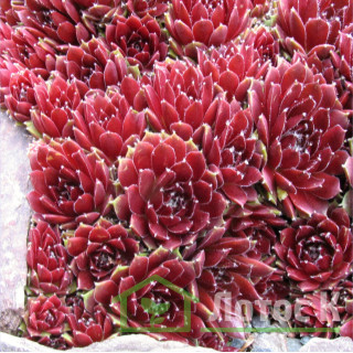 Молодило 'Silberkarneol' (Sempervivum 'Silberkarneol')