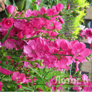 Сидальцея 'Brilliant' (Sidalcea oregana 'Brilliant')