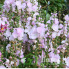 Сидальцея 'Little Princess' (Sidalcea oregana 'Little Princess')