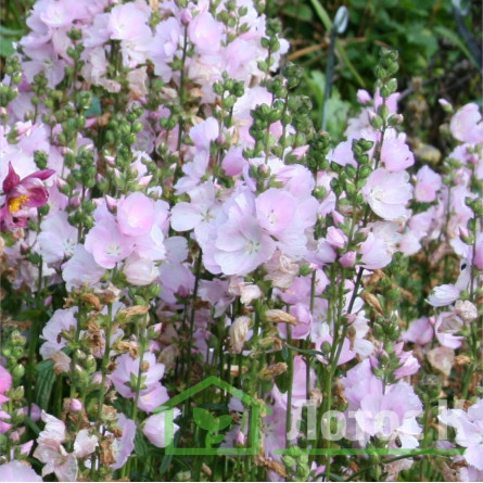 Сидальцея 'Little Princess' (Sidalcea oregana 'Little Princess')