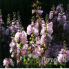 Сидальцея 'Little Princess' (Sidalcea oregana 'Little Princess')